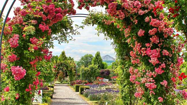 Detektiv observiert im Europa-Rosarium in Sangerhausen.