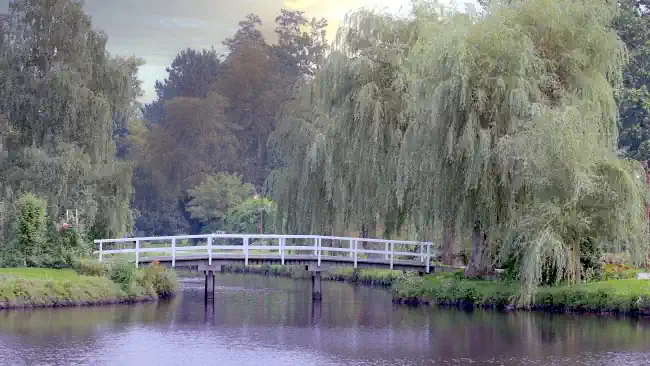 Detektiv beobachtet im Rosarium in Uetersen